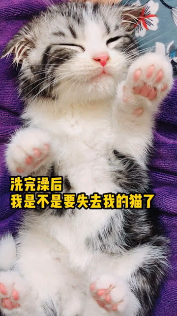 猫洗完澡吐白沫然后死了
