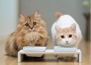 如何给猫咪喂食益生菌