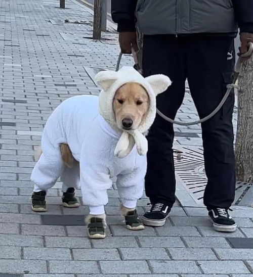 狗能穿衣服吗-