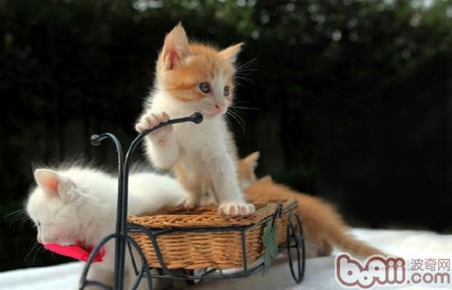 怎么判断猫是否假孕