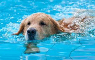 老年犬散步时间