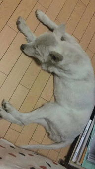 狗狗哪里的毛需要剪