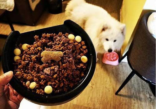 狗狗来月经没食欲吃什么药