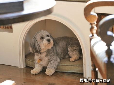 狗狗肘关节粘液囊肿