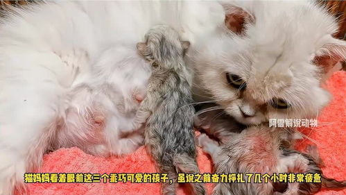 猫猫多久生孩子