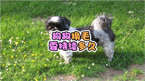 泰迪多久换毛哦