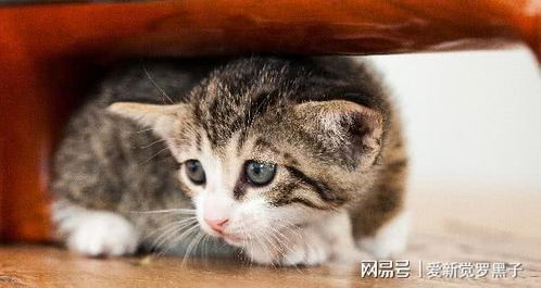 猫发抖的原因