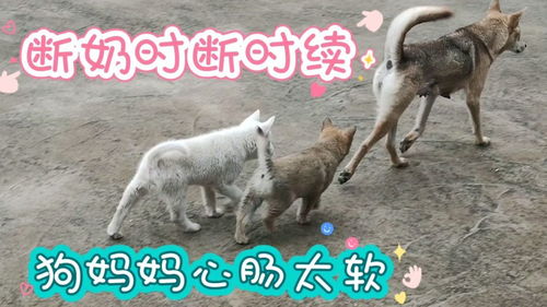 母狗多久会给小狗断奶