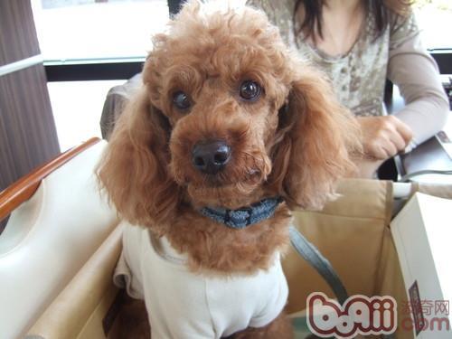 泰迪狗狗抽搐吐白沫