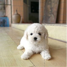 怎么鉴别比熊幼犬好坏