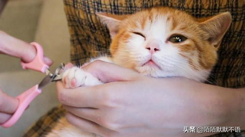 加菲猫多久剪一次指甲