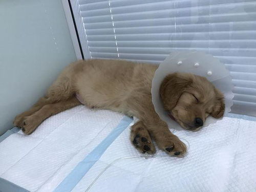 小狗犬瘟多久会死