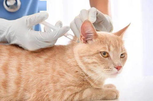 猫打了疫苗能维持多久有效果