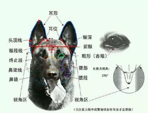 马犬标准体重是多少