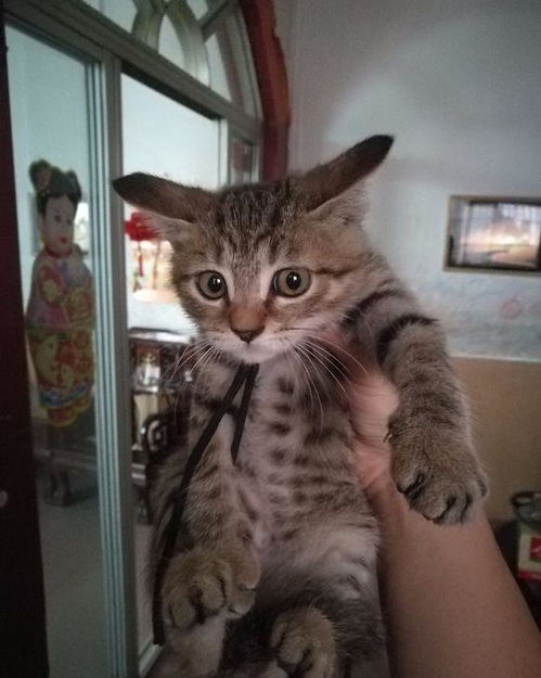 大家养的狸花猫一般喂什么猫粮-
