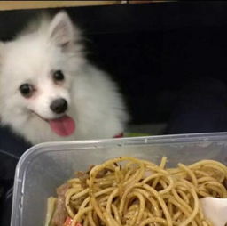 银狐犬需要打什么针