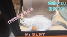 布偶猫繁育注意事项