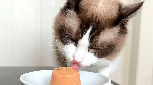 猫咪适应新猫粮要多久