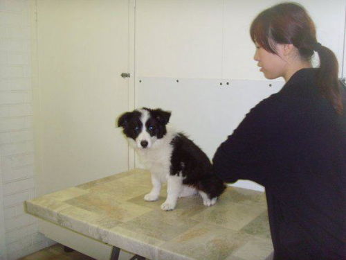 狗狗需要每年打预防针吗