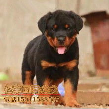 山东大型德系罗威纳繁殖基地