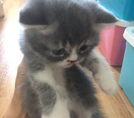 蓝猫打几针疫苗会死