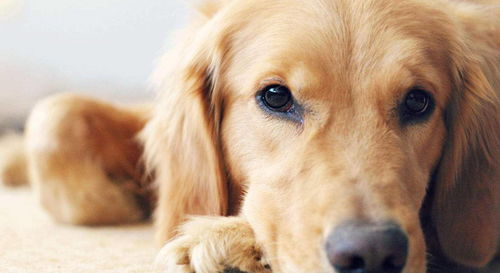 金毛幼犬食量对照表