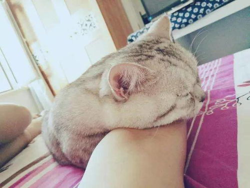 主人可以和猫咪一起睡吗