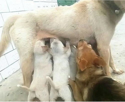 狗狗产后热还能喂奶吗
