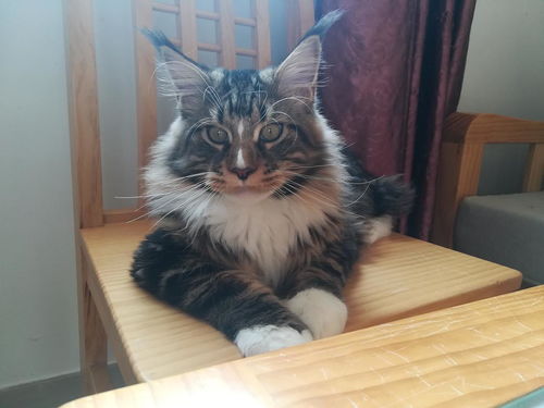 怎么选缅因猫