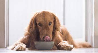 人吃的零食有多少是可以给狗狗吃的