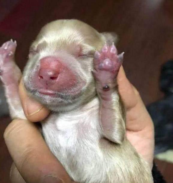 贵宾狗怀孕几个月生小狗