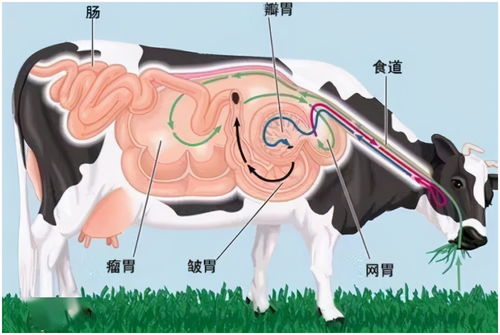 小狗多久出栏