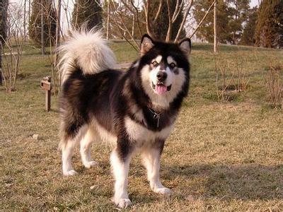 阿拉斯加成年犬拉肚子怎么办