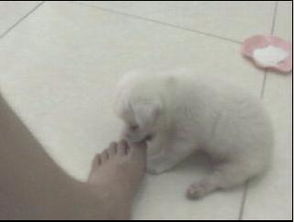 狗狗出生多久可以洗澡吗