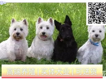 西高地犬长什么样
