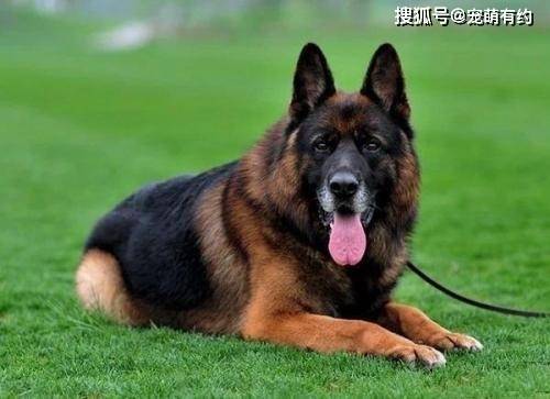 东德牧羊犬的颜色