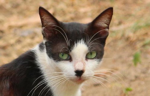 收养流浪猫要检查哪些东西