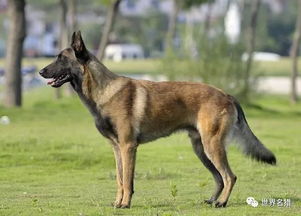 马犬细小初期症状