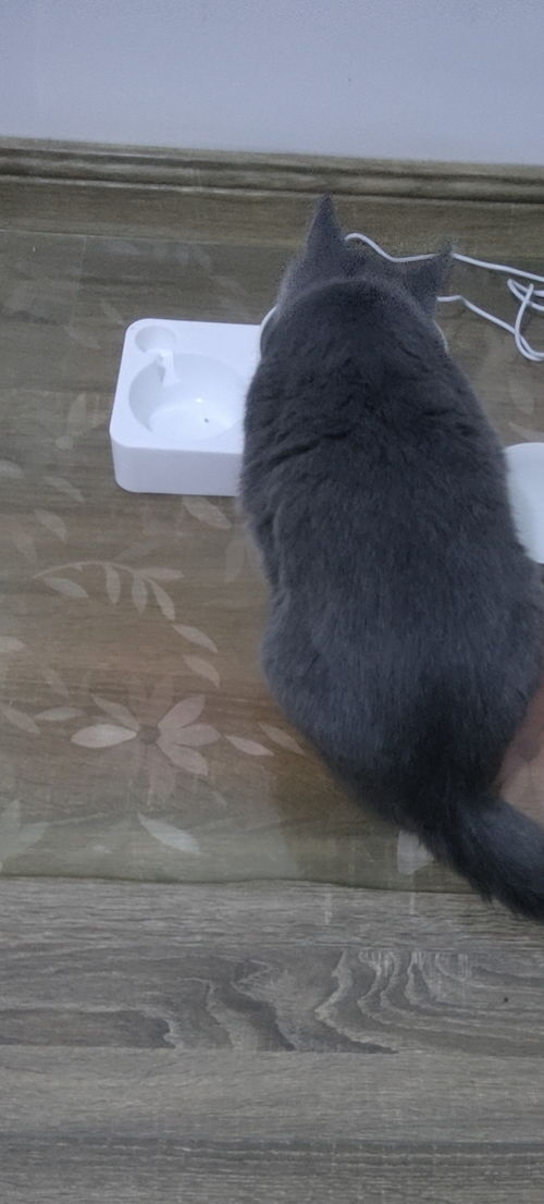 英短蓝猫身高体重