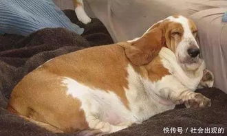 狗狗关节炎不吃不喝