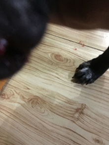 狗狗指甲流血了能出去玩儿吗