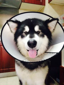 狗狗拉稀便中带血丝