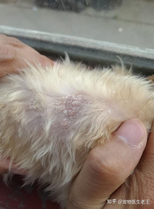 狗狗过敏有啥症状