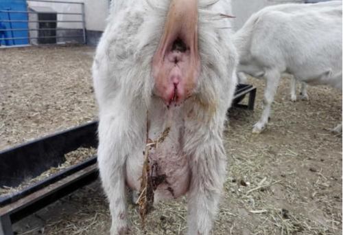 母犬产后不吃东西怎么办