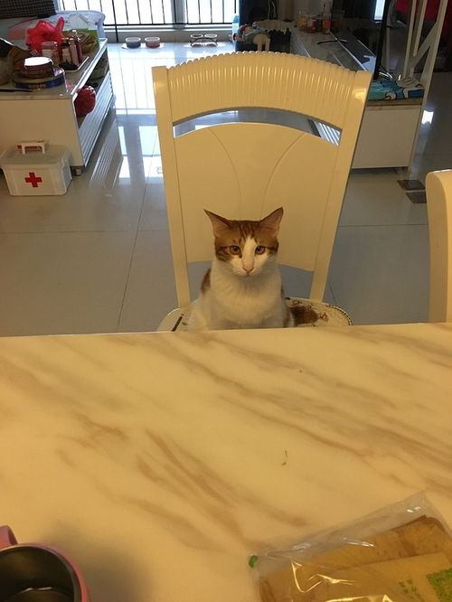 新来的猫有跳蚤