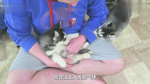 狗狗生完宝宝能吃鸡架吗