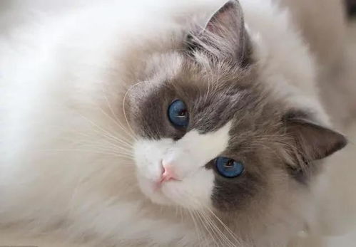 布偶猫剃毛了多久能长成原来样子