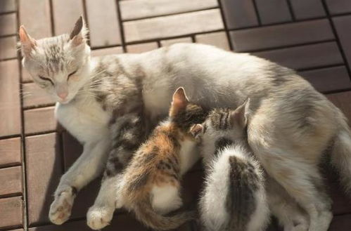 母猫产后躲起来