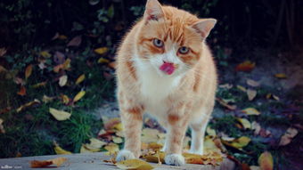 怎么照顾生产完的母猫