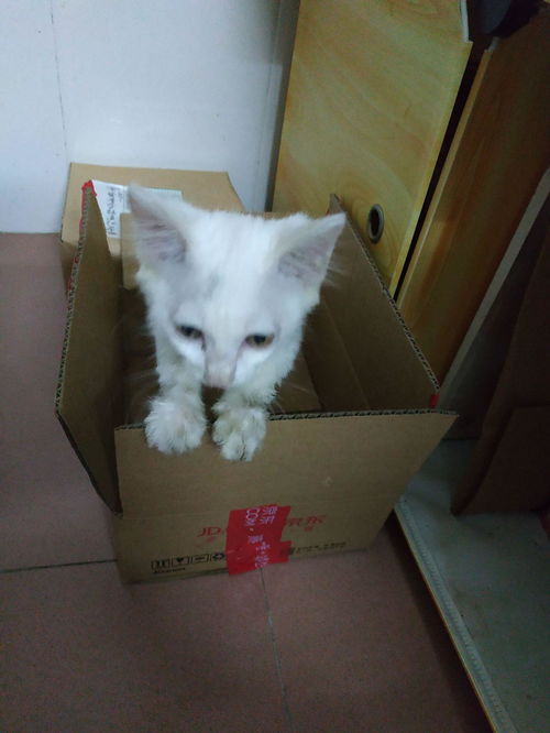 白色的小猫应该叫什么名字好听